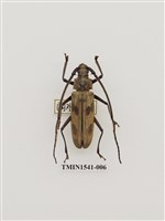 藏品(天牛科)的圖片